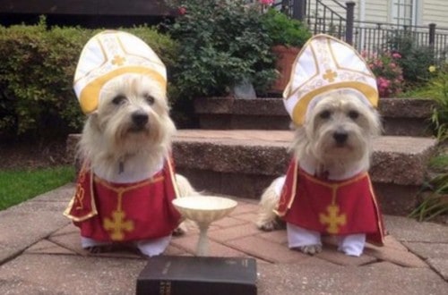 Pope’s Visit To United States Triggers Dog Costume Craze