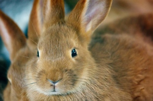 Rabbit Population Spirals Out Of Control In Washington Town