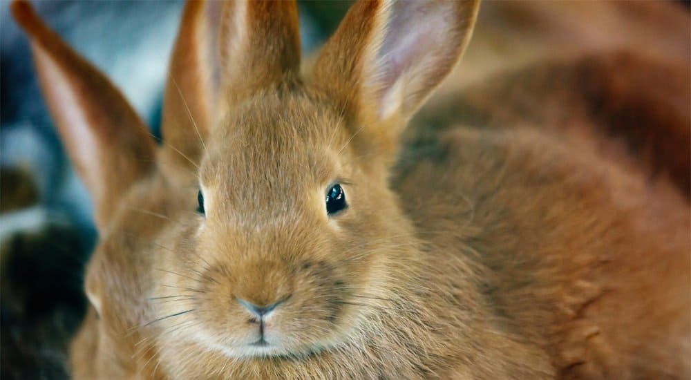 Rabbit Population Spirals Out Of Control In Washington Town