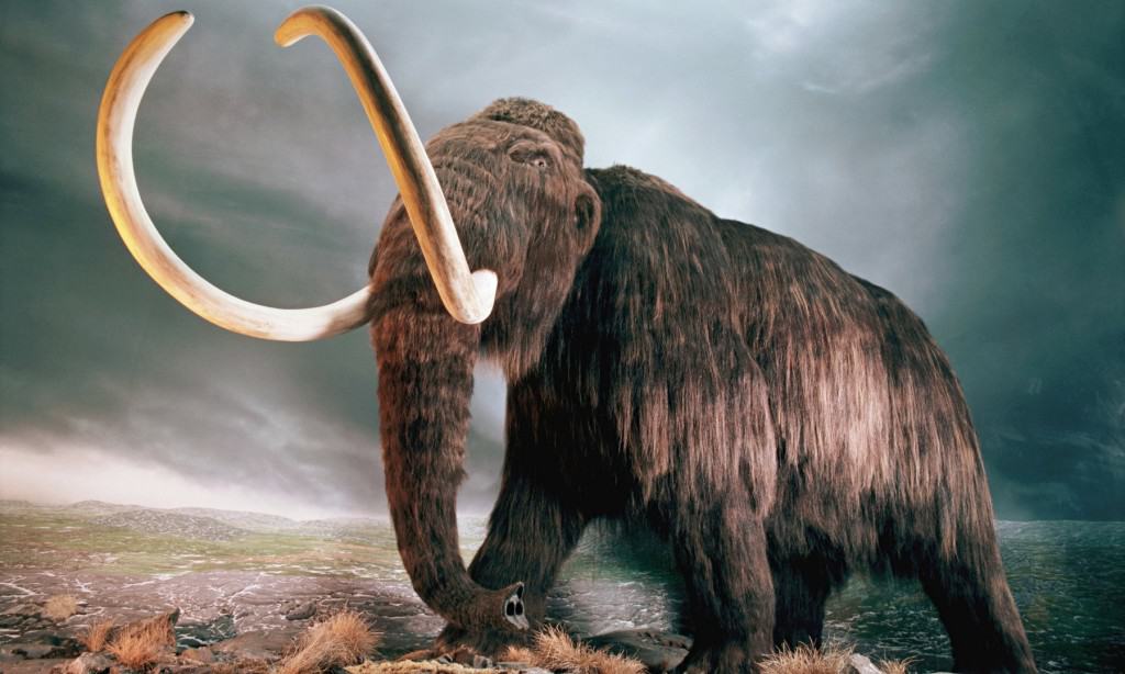 Russian Lab Set To Work On Cloning Mammoths