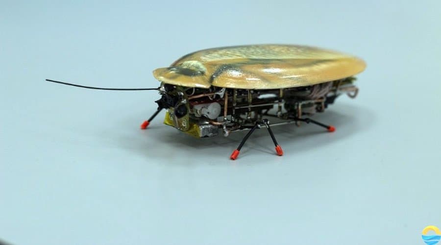 Russians Create Horrifyingly Realistic Robotic Cockroach