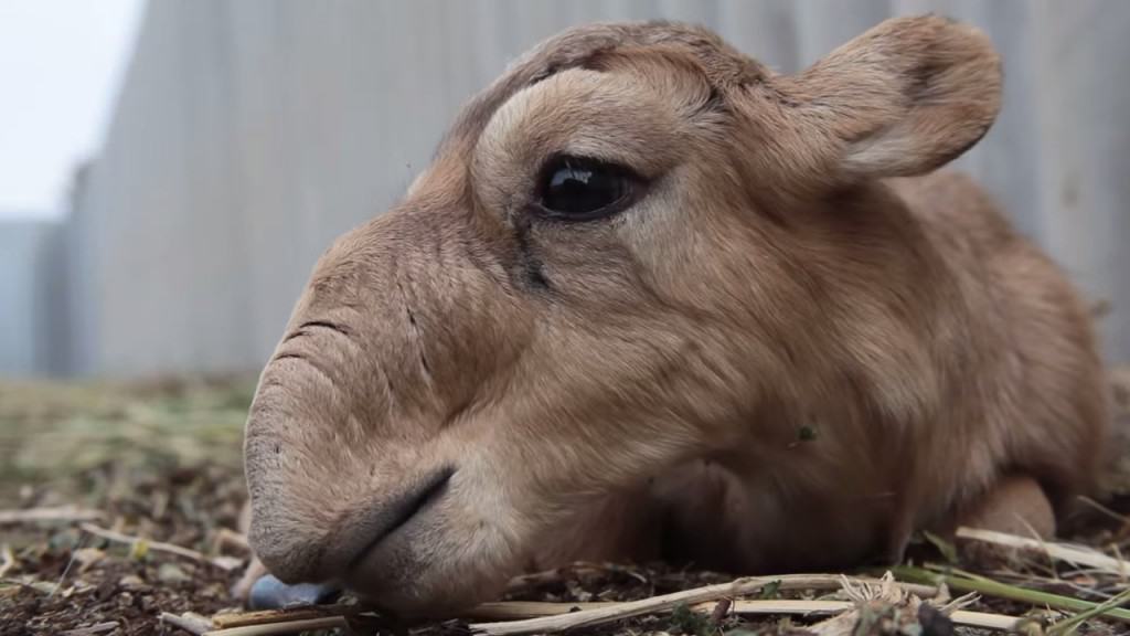 Saiga Antelope Numbers Halved In Four Days Under Mysterious Circumstances
