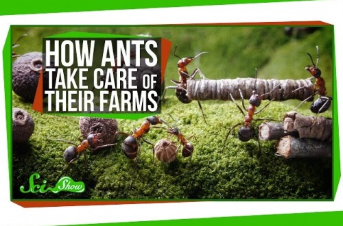 Science Shows How Ants Care For Their Farms