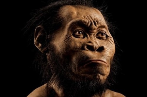 Scientists Discover New Species Of Early Human