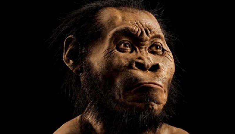 Scientists Discover New Species Of Early Human