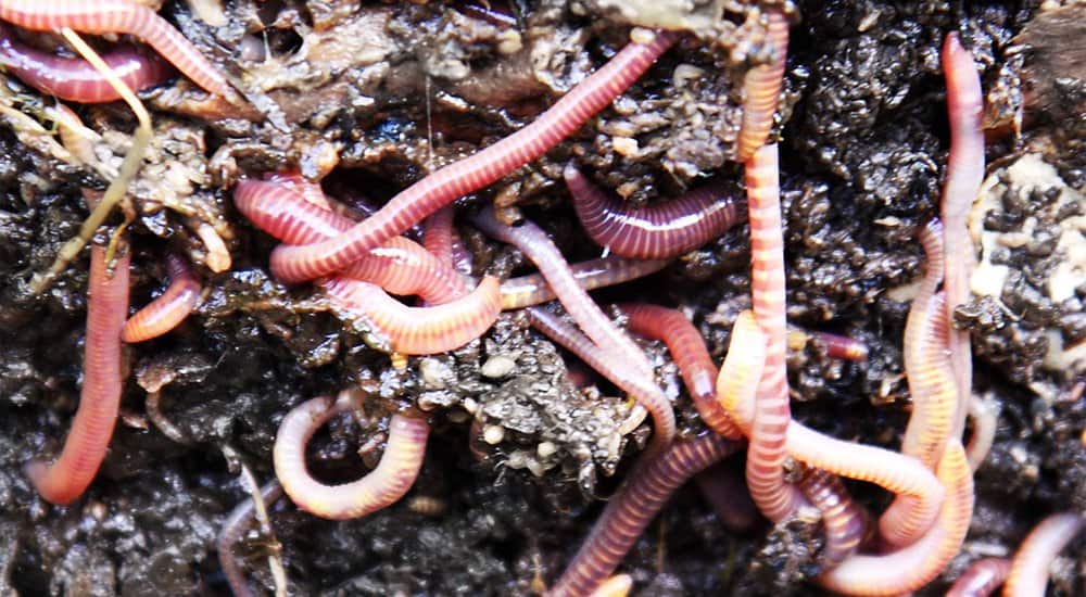 Scientists Use Sound To Brainwash Worms