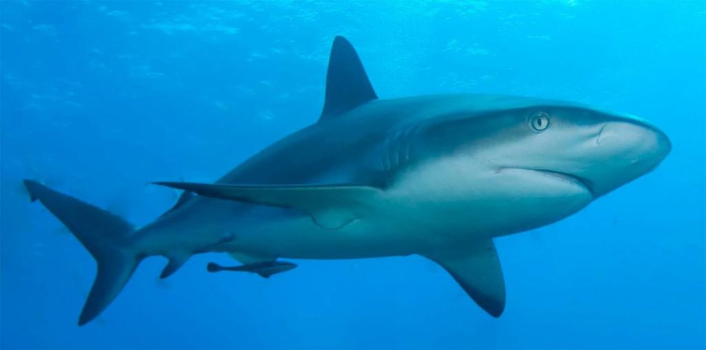 Shark Skin May Hold The Key To Safer Hospitals