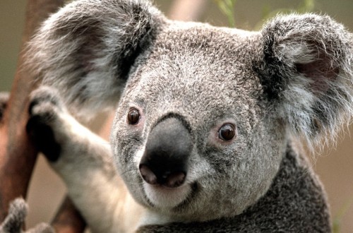 STD Riddled Koalas May Help Create A Vaccine