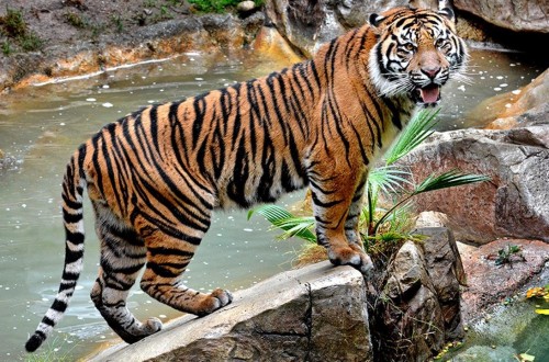 Sumatran Tiger Kills Zookeeper During Routine Cage Cleaning