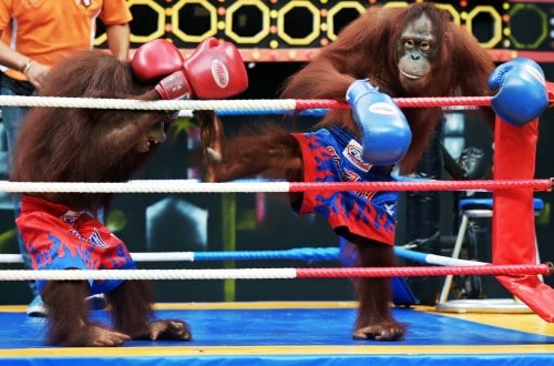 Thailand Safari Park Under Fire After Forcing Orangutans To Fight