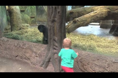 Toddler Plays A Hilarious Game Of Peekaboo With Gorilla