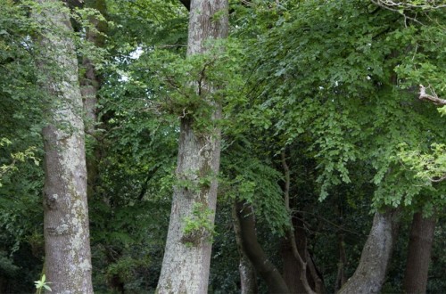 Trees May Stop Absorbing Greenhouse Gases
