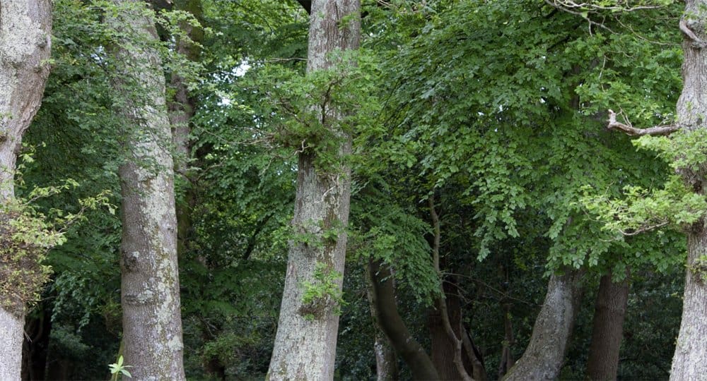 Trees May Stop Absorbing Greenhouse Gases