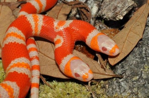 Two-Headed Snake Worth $50,000 Tries Eating Itself