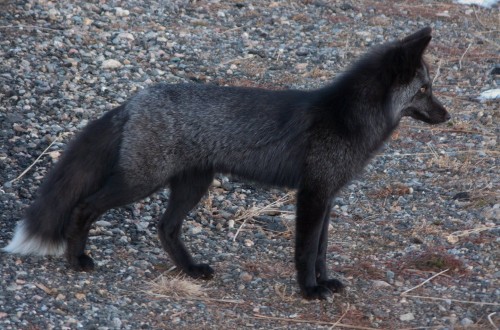 UK’s Rarest Animal, A Black Fox, Has Been Spotted In Yorkshire