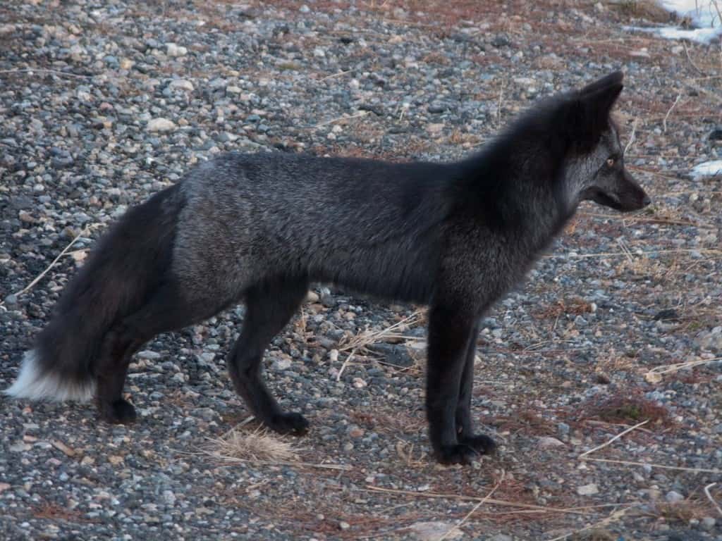 UK’s Rarest Animal, A Black Fox, Has Been Spotted In Yorkshire