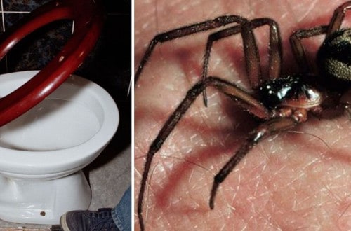 Venomous Spiders Invading Toilets Throughout Britain