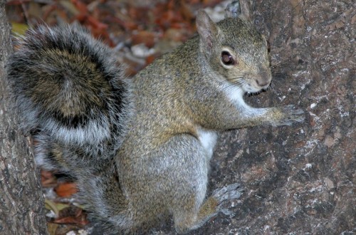 Vicious Vampire Squirrels Found In The Wild