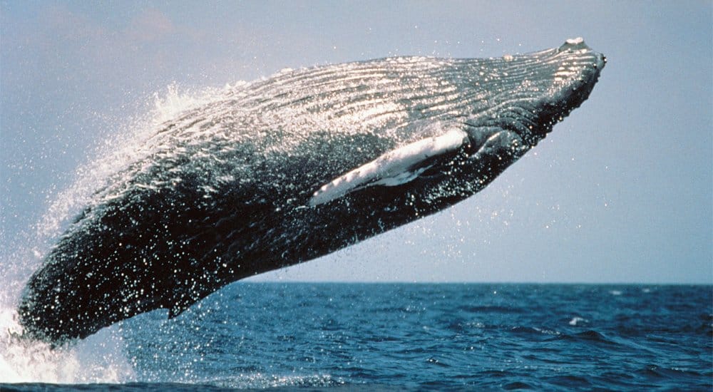 Whales Could Be The Key To Creating Synthetic Blood