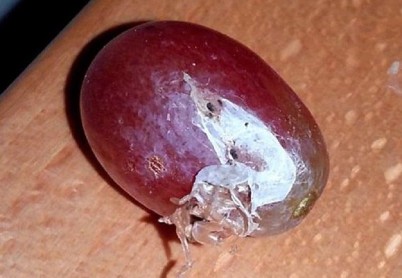 Woman Discovers Spiders Growing Inside Of Grapes
