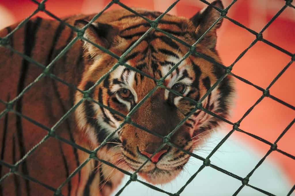 Zoo Keeper In New Zealand Mauled To Death By Tiger