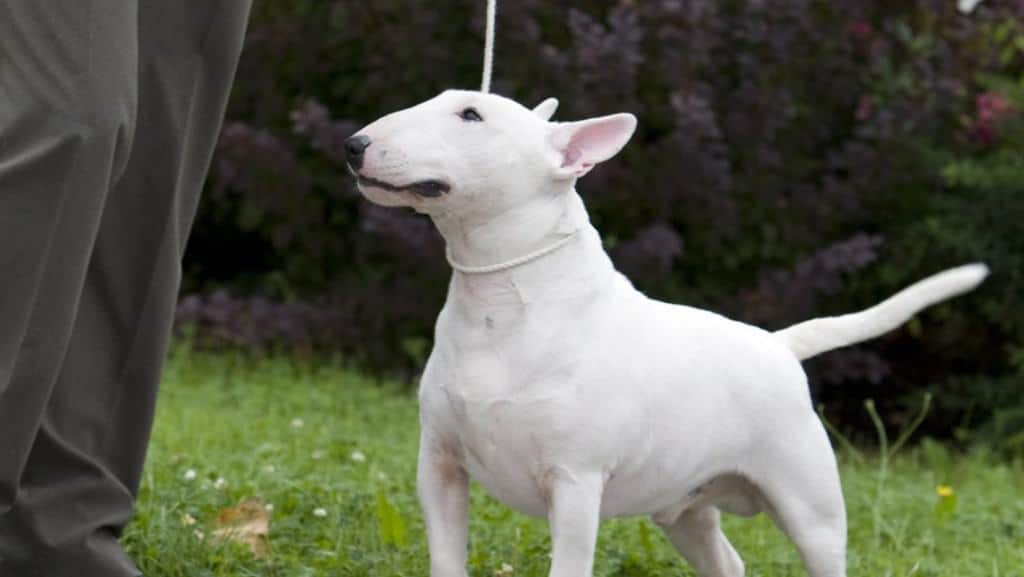 10 Of The Most Dangerous Dog Breeds That People Can't Resist