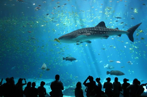 10 Of The Most Unusual Aquariums In The World
