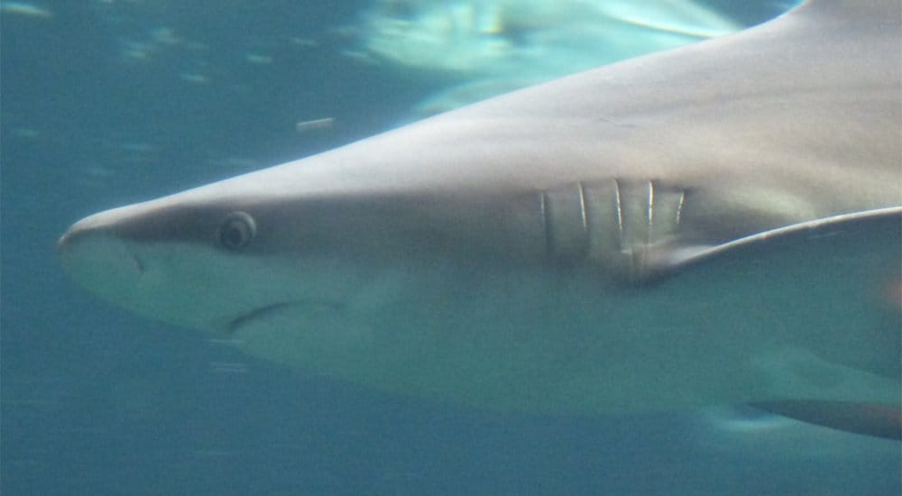 Death Metal Songs Used To Attract Wild Sharks