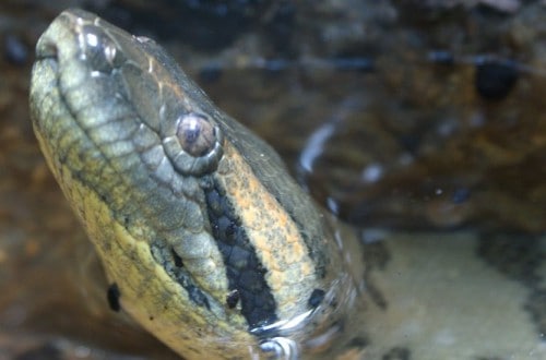 Diver Finds Massive Anaconda Lurking In An Underwater Cave