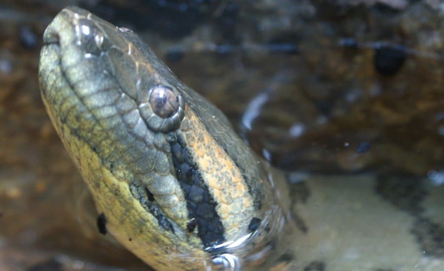 Diver Finds Massive Anaconda Lurking In An Underwater Cave