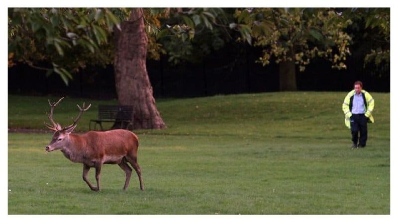 Horny Stag Causes Residents To Abandon Local Park