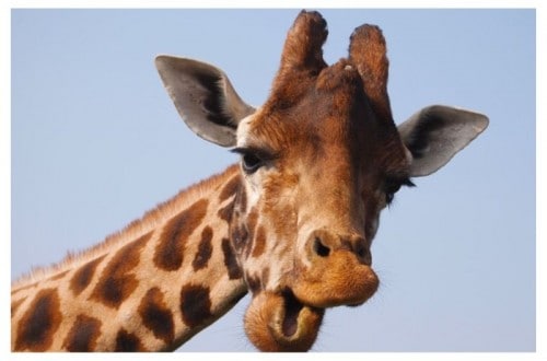 Humming Giraffes Are Disturbing Residents That Live Near Local Zoo