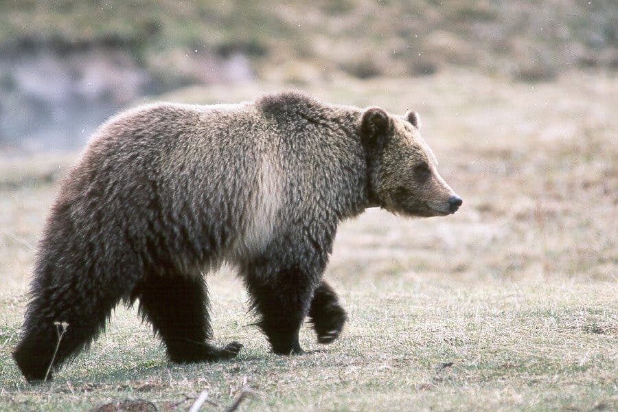 Man Fights Off Grizzly Bear Attack By Shoving His Arm Down Its Throat
