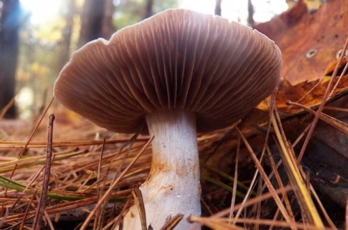 Mushrooms Can Be Used To Power Mobile Phones