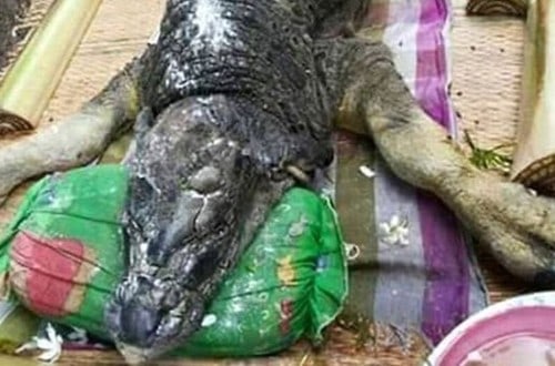 Odd Half-Buffalo Half-Crocodile Discovered In Thailand