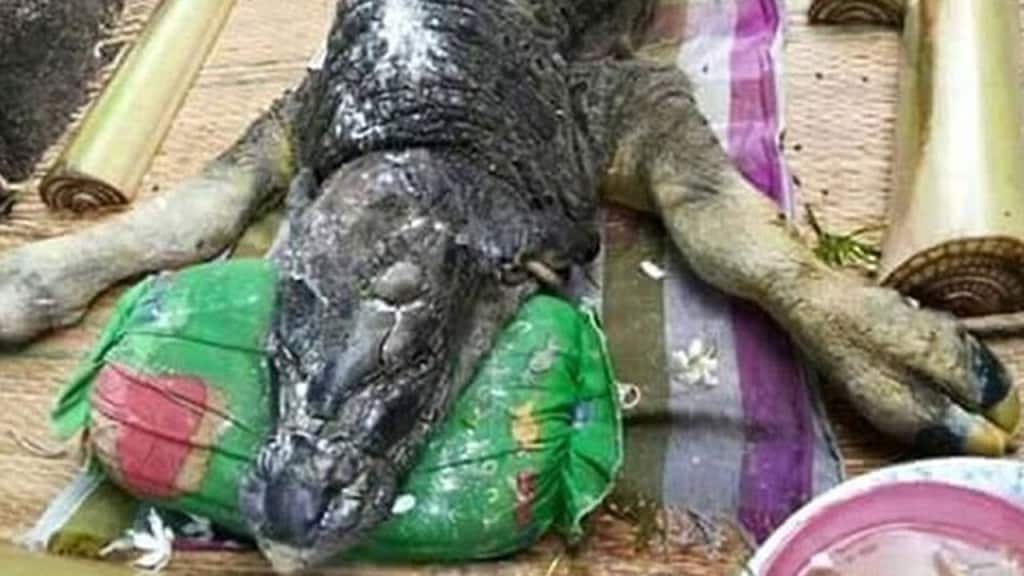 Odd Half-Buffalo Half-Crocodile Discovered In Thailand
