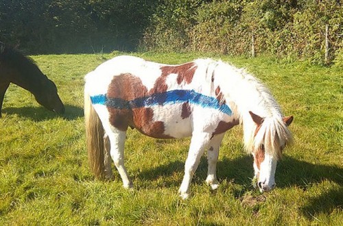 Ponies Are Being Painted To Prevent Accidents On The Road