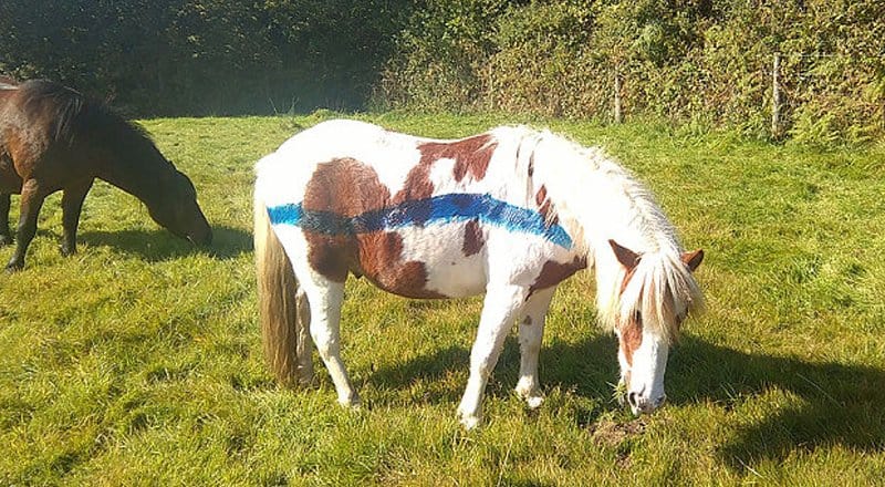 Ponies Are Being Painted To Prevent Accidents On The Road