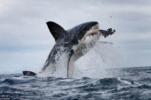 Teacher Eaten Alive By Great White Shark Off Coast Of Australia