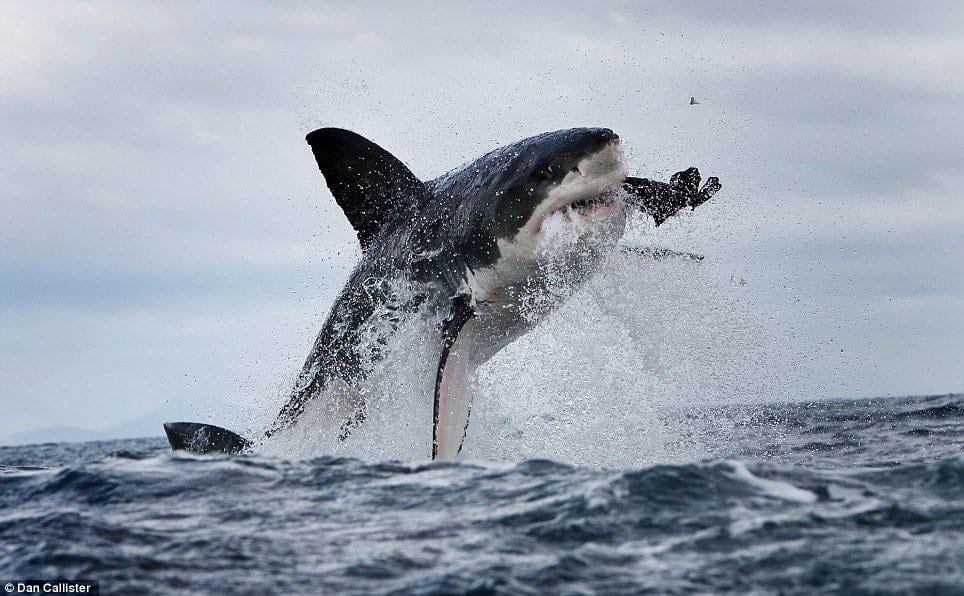 Teacher Eaten Alive By Great White Shark Off Coast Of Australia