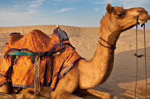 Teenage Boy Caught Having Sex With A Camel