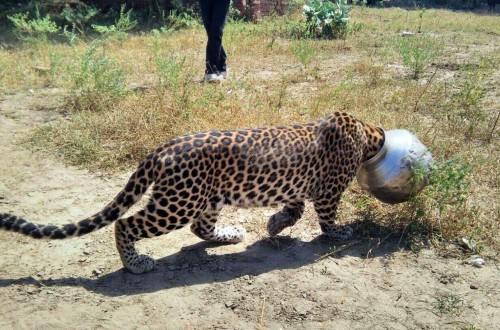 Thirsty Leopard Manages To Get Its Head Stuck In A Pot