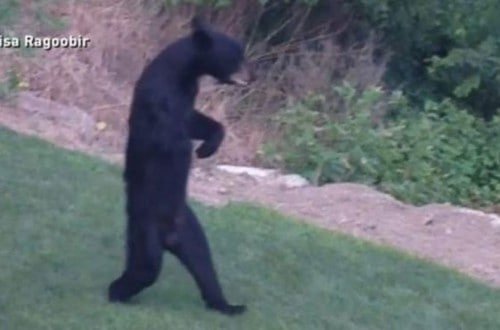 This Bear Is Walking Around New Jersey On Its Hind Legs