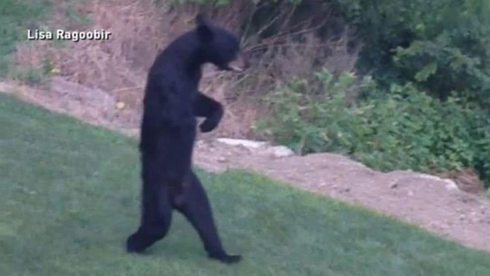 This Bear Is Walking Around New Jersey On Its Hind Legs