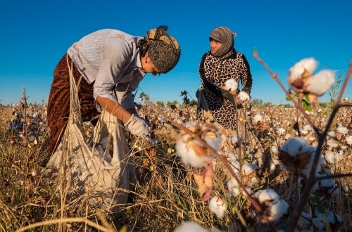 Uzbekistan Forces Movie Stars And Singers To Pick Cotton