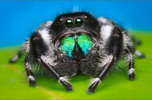 10 Adorable Spiders To Conquer Your Arachnaphobia