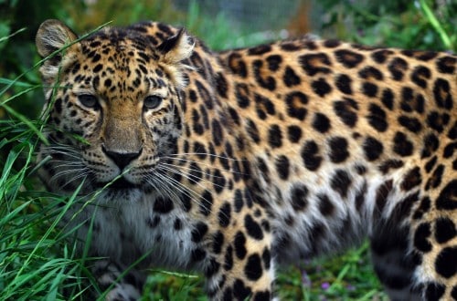 10 Endangered Animals That May Soon Be Extinct