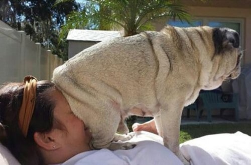 10 Hilarious Dogs Who Have No Idea About Personal Space