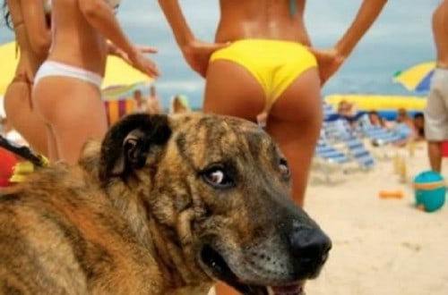 10 Hilarious Times Animals Photobombed Pictures