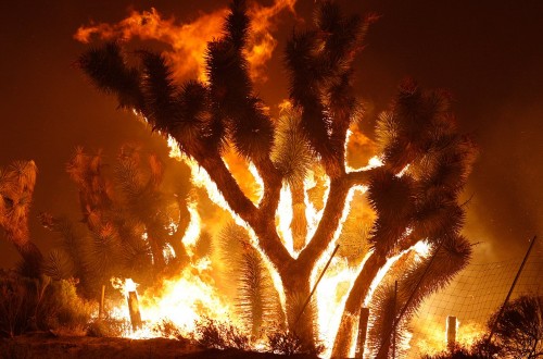 10 Of The Most Destructive Wildfires Ever Recorded